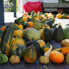 Kürbismarkt Altach