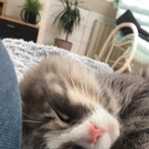 Hugo