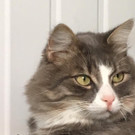 Hugo