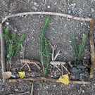 DSC03722.JPG