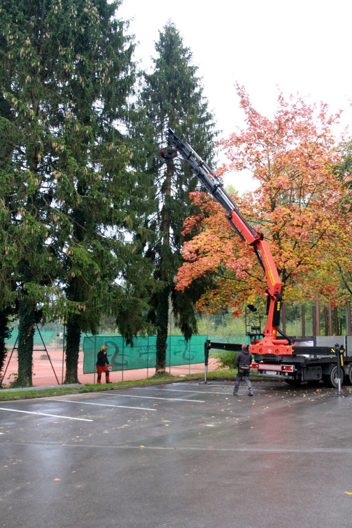BGM baum _1_.JPG