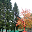 Bürgermeisterbaum in Hörbranz
