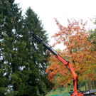 BGM baum _7_.JPG