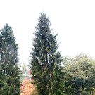 BGM baum _10_.JPG