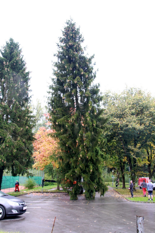 BGM baum _10_.JPG