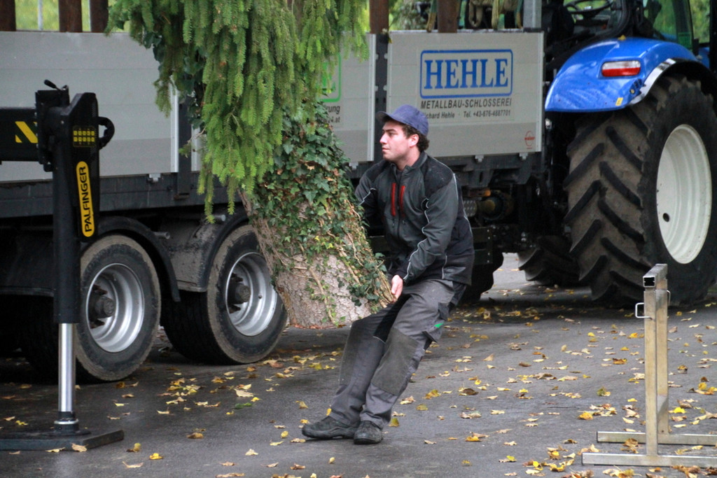 BGM baum _12_.JPG