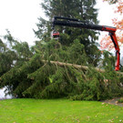 BGM baum _16_.JPG