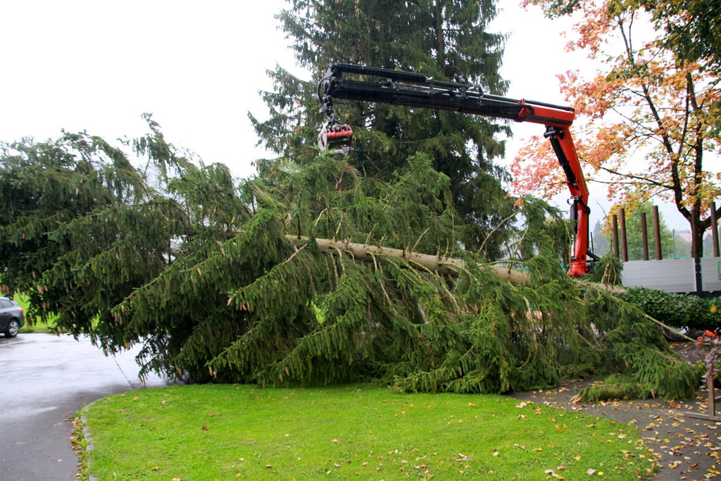 BGM baum _16_.JPG