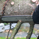 BGM baum _29_.JPG