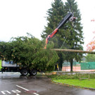 BGM baum _38_.JPG