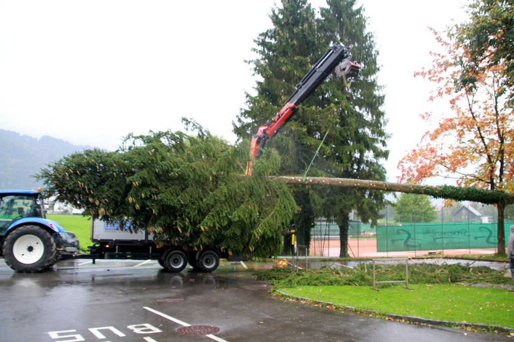BGM baum _38_.JPG