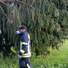 BGM baum _60_.JPG