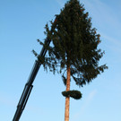 BGM baum _62_.JPG