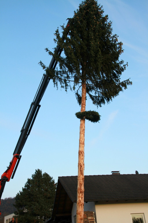 BGM baum _62_.JPG