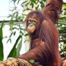 Neue Bewohnerin im Tiergarten Schönbrunn: Orang-Utan-Weibchen "Surya"
