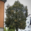IMG_4555.JPG