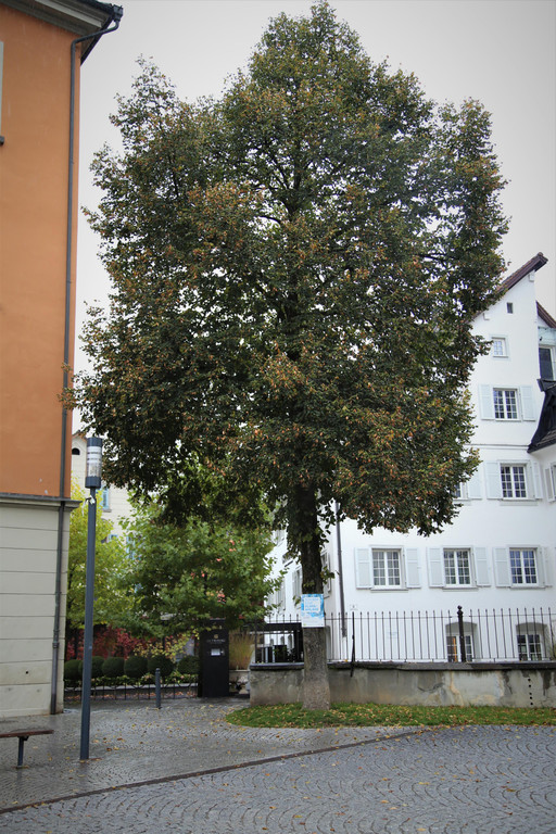IMG_4555.JPG