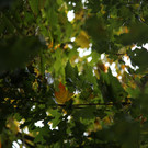 IMG_4604.JPG