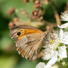 Häufigste Schmetterlinge in Österreichs Gärten: Bilder aus der Schmetterlings-App