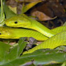 Baby-Mambas im Haus des Meeres in Wien