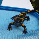 Feuersalamander aus Pool vor dem Ertrinken gerettet: Bilder