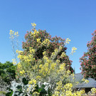 IMG_20200507_114726.jpg