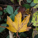 IMG_2339a.jpg