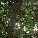 IMG_2362a.jpg