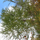 IMG_2387neu.JPG