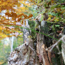 IMG_2401a.jpg