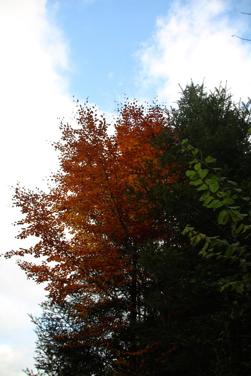 IMG_2414a.jpg