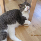 Kater