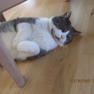 Kater6.JPG