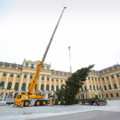 Steirische Fichte vor dem Schloss Schönbrunn aufgestellt