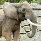 Elefanten-Neuzugang im Tiergarten Schönbrunn: Bulle Tembo