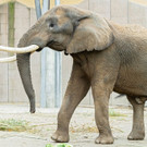 PA_Tembo2.jpg