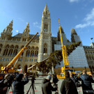 Christbaum am Wiener Rathausplatz aufgestellt: Bilder