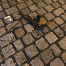 p5081120-Foto2.jpg