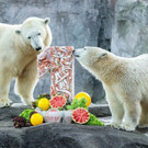 Schönbrunns Eisbärin "Finja" feiert ersten Geburtstag: Feier mit Torte