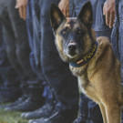 Bilder der Diensthundestaffel