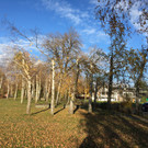"Geköpfte" Birken in Hard