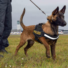 20201118 Polizeidiensthund Quattro.jpg