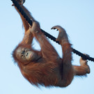 Orang-Utan-Weibchen Sari ist im Tiergarten Schönbrunn eingezogen