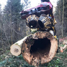 Forstarbeiten in der Örfla 
