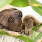 Faultier-Nachwuchs im Tiergarten schönbrunn
