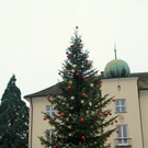Tannenbaum _8_.JPG
