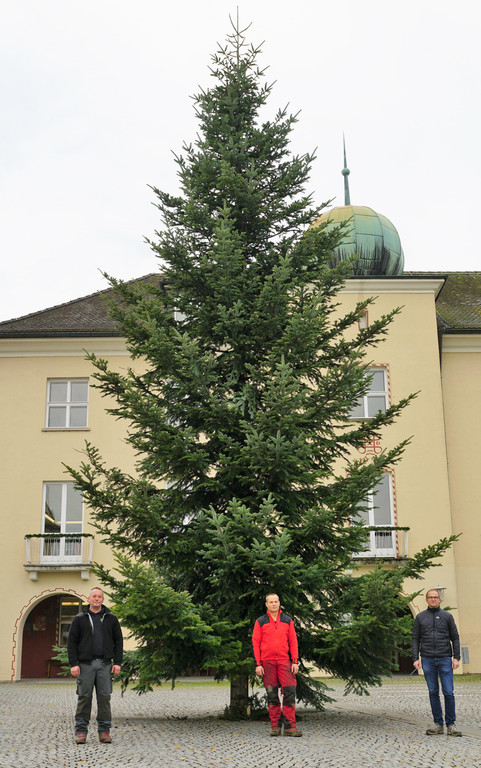 Tannenbaum _16_.JPG