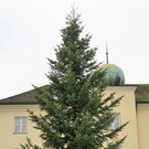 Tannenbaum _16_.JPG