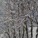 Furx 071220_12.JPG