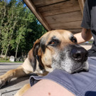 Hund, Katze & Co sagen Danke
